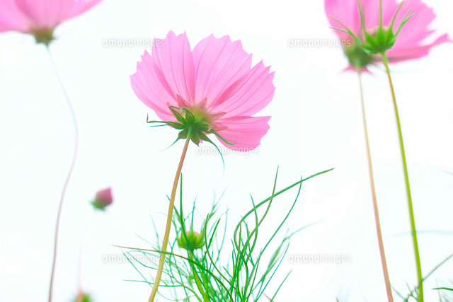 コスモス の写真素材 イラスト素材 アマナイメージズ