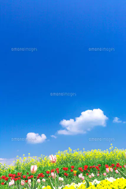 白い雲が浮かぶ青空と春の花畑[22910000506]の写真・イラスト素材