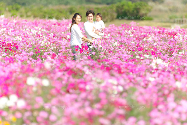 コスモス畑で遊ぶ家族 の写真素材 イラスト素材 アマナイメージズ