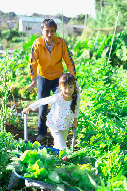 家庭菜園の収穫を手伝う子供 の写真素材 イラスト素材 アマナイメージズ