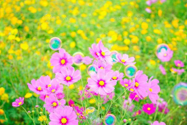 コスモスとシャボン玉[22910001515]の写真・イラスト素材｜アマナ