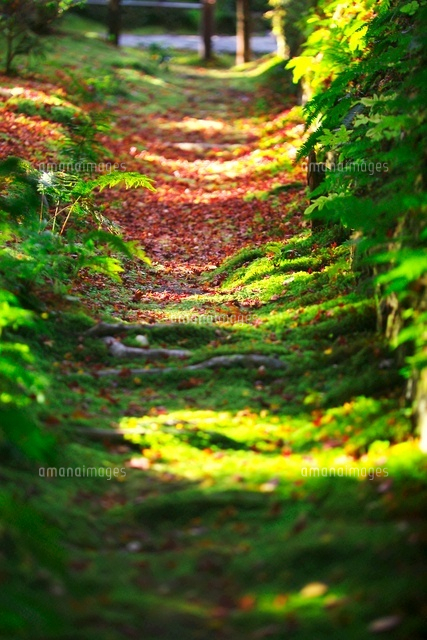 法然院の苔の道 の写真素材 イラスト素材 アマナイメージズ