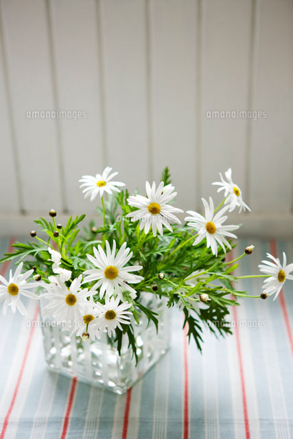 花瓶に生けられた白い花 花瓶に活けられた白い花[24029000197]の写真・イラスト素材｜アマナ