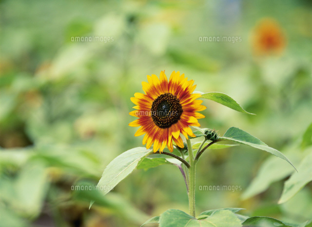 ひまわり（マホガニーベルベット）[25008000346]の写真・イラスト素材