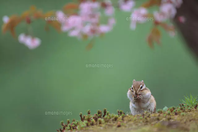 シマリスと桜[25008003286]の写真・イラスト素材｜アマナイメージズ