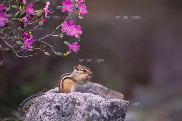 シマリスと桜[25008003286]の写真・イラスト素材｜アマナイメージズ