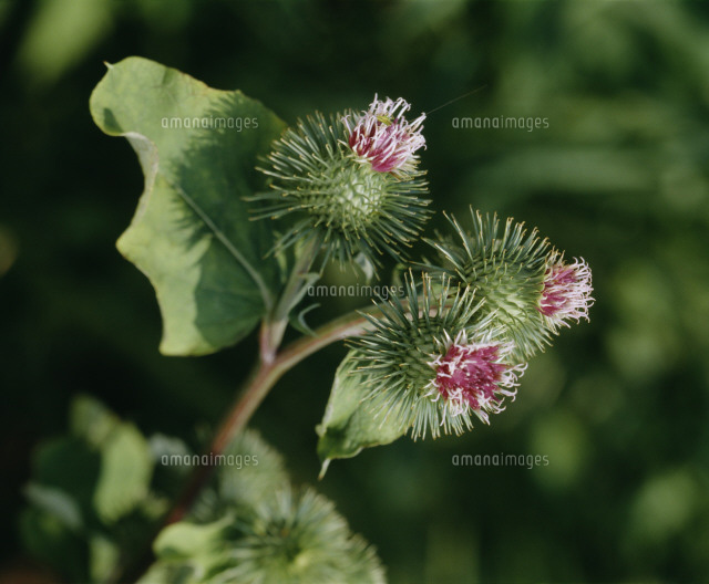 ごぼうの花 の写真素材 イラスト素材 アマナイメージズ