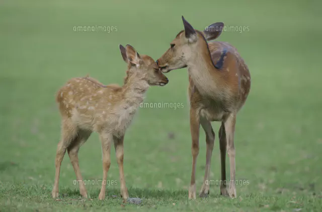鹿の親子 奈良公園[25017000927]の写真・イラスト素材｜アマナイメージズ