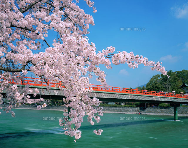 宇治川朝霧橋と桜 の写真素材 イラスト素材 アマナイメージズ
