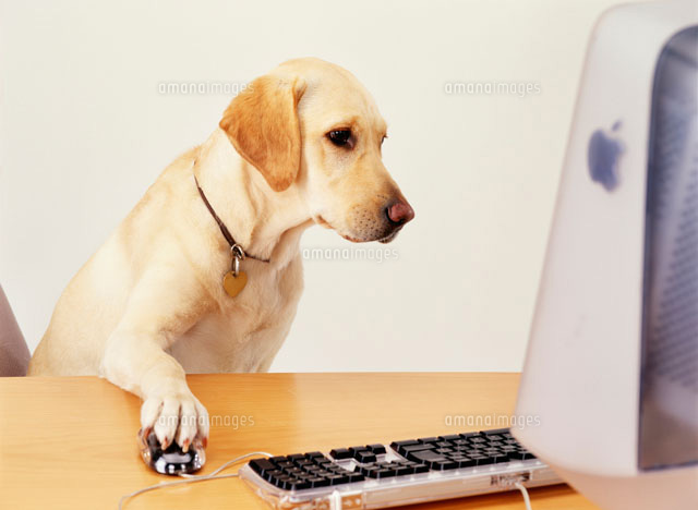 パソコンを見る犬 の写真素材 イラスト素材 アマナイメージズ パソコンを見る犬 の写真素材 イラスト素材 アマナイメージズ