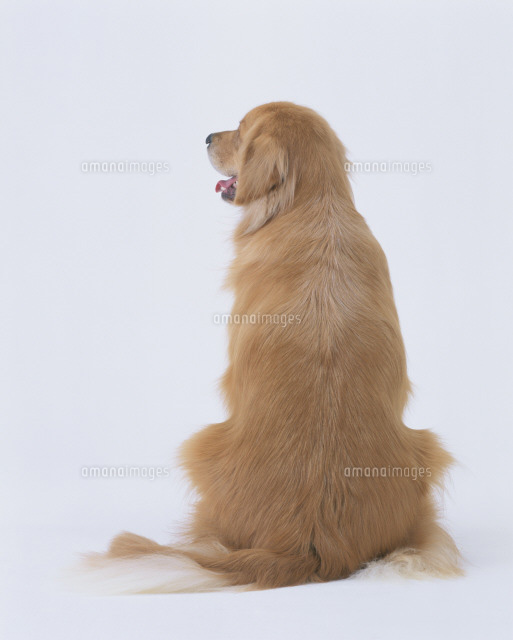 ゴールデンリトリバーの後姿 の写真素材 イラスト素材 アマナイメージズ