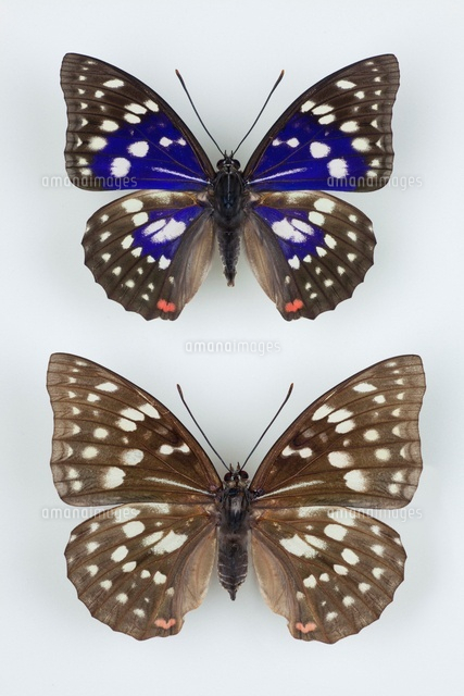 オオムラサキ の写真素材 イラスト素材 アマナイメージズ