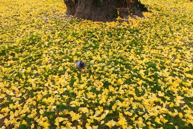 銀杏 落ち葉 の写真素材 イラスト素材 アマナイメージズ