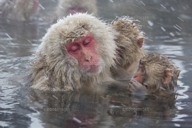 雪猿[25023071818]の写真・イラスト素材｜アマナイメージズ