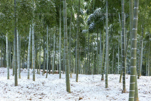 竹林と雪 の写真素材 イラスト素材 アマナイメージズ
