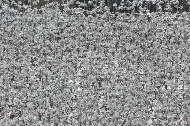 雪の北山台杉 の写真素材 イラスト素材 アマナイメージズ