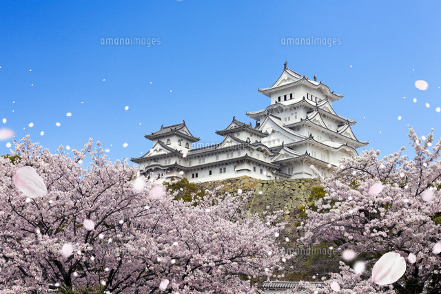 姫路城と桜吹雪 の写真素材 イラスト素材 アマナイメージズ