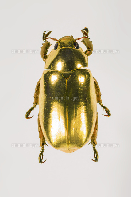 プラチナコガネ[25023076801]の写真・イラスト素材｜アマナイメージズ