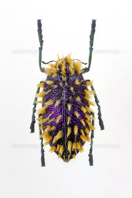 【剛毛】ムラサキケブカフトタマムシ スハンダエ プラチナコガネ コブハムシ ムラサキケブカフトタマムシ Julodis viridipes の立体展足標本 実験的