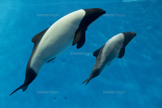 鳥羽水族館 イロワケイルカ の写真素材 イラスト素材 アマナイメージズ
