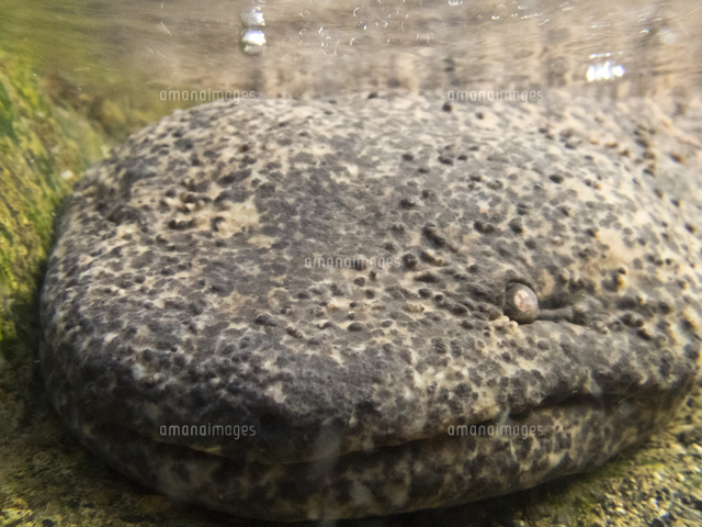 オオサンショウウオ 頭部 の写真素材 イラスト素材 アマナイメージズ
