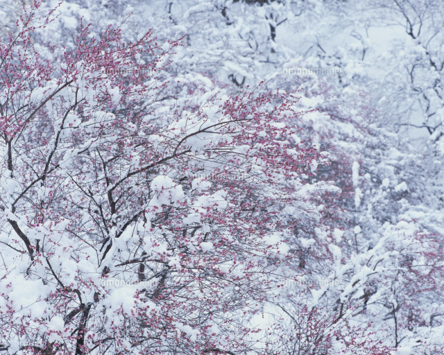 雪をかぶった梅の花[25066006865]の写真・イラスト素材｜アマナイメージズ