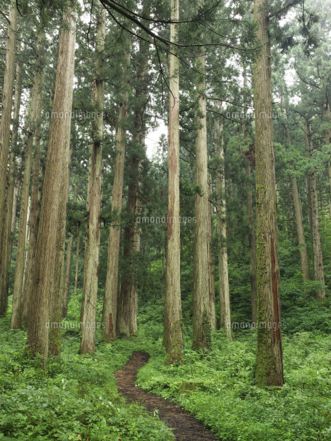 かねやま杉の踏みすぎ足踏み（大）
