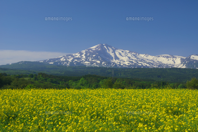 菜の花畑と残雪の鳥海山 の写真素材 イラスト素材 アマナイメージズ