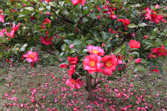 サザンカの花と散る花弁 の写真素材 イラスト素材 アマナイメージズ