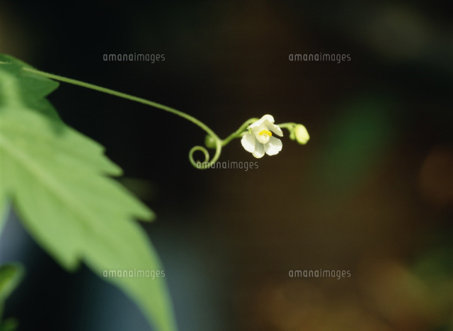 フウセンカズラの花 の写真素材 イラスト素材 アマナイメージズ
