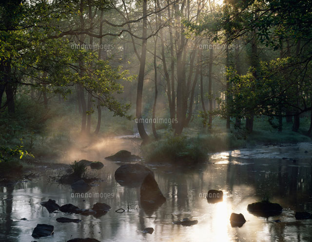 木漏れ日と小川 磐梯高原 の写真素材 イラスト素材 アマナイメージズ