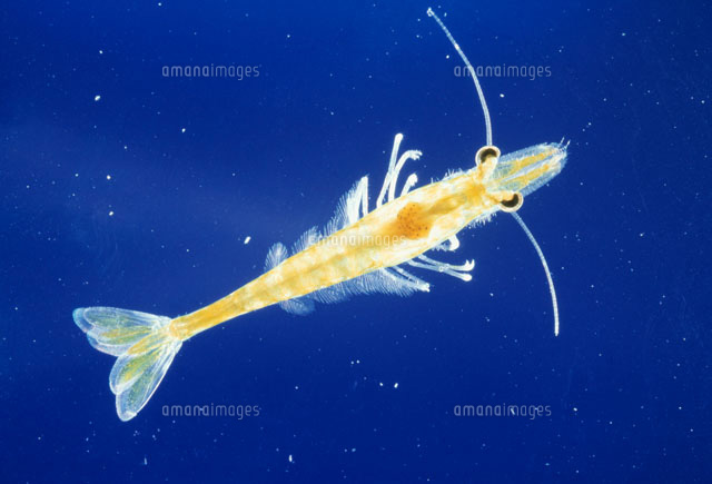 クルマエビ幼生[25164000198]の写真・イラスト素材｜アマナイメージズ