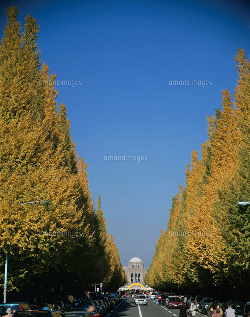神宮外苑の黄葉の銀杏並木と絵画館 の写真素材 イラスト素材 アマナイメージズ