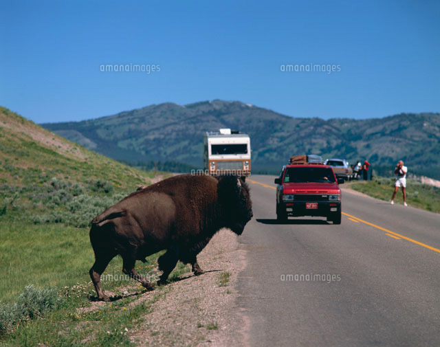 イエローストーン国立公園のバッファローと車[25172006451]の写真
