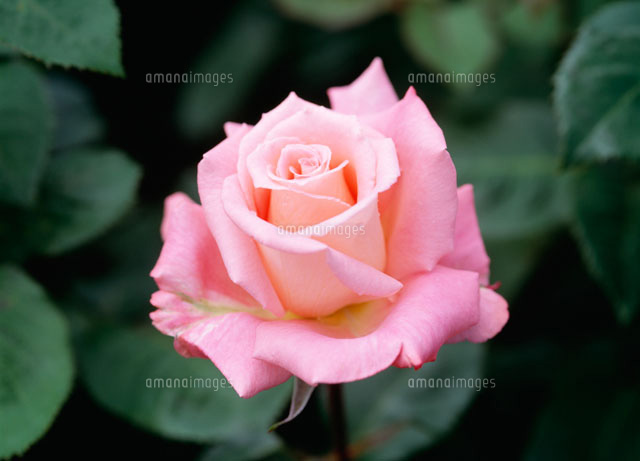 バラ マドーナ 京成バラ園 の写真素材 イラスト素材 アマナイメージズ