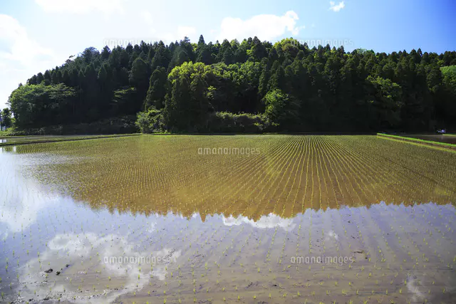 田植え直後の田んぼ[25178013807]の写真・イラスト素材｜アマナイメージズ