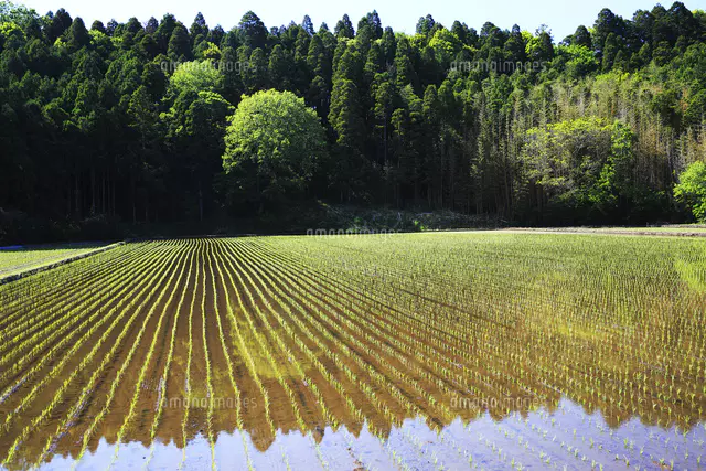 田植え直後の田んぼ[25178013807]の写真・イラスト素材｜アマナイメージズ