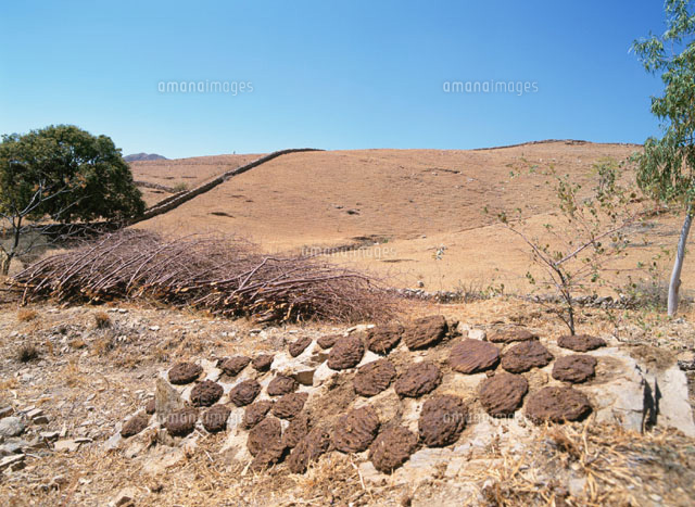 うしの糞の燃料 ２月 ラジャスタン州 インド の写真素材 イラスト素材 アマナイメージズ