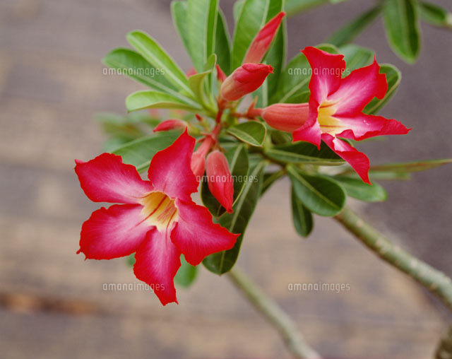 アデニウム オベスム の写真素材 イラスト素材 アマナイメージズ