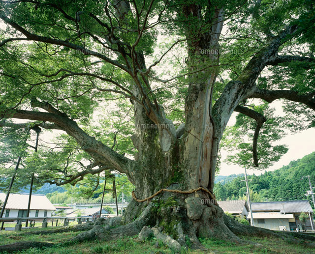 野間の大けやき の写真素材 イラスト素材 アマナイメージズ