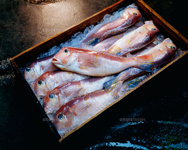 氷詰めされたぐじ 甘鯛 の写真素材 イラスト素材 アマナイメージズ