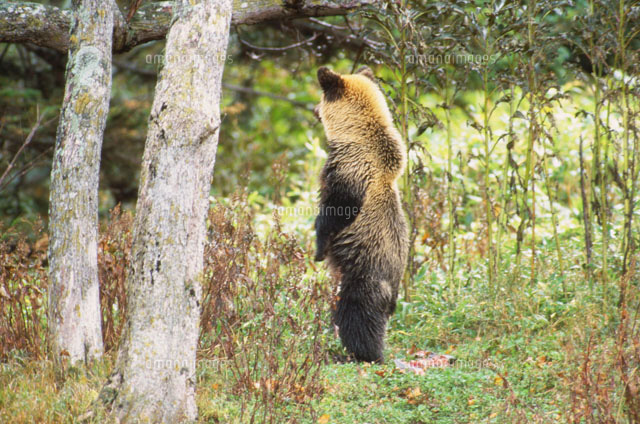 立ち上がるヒグマ[25232001487]の写真・イラスト素材｜アマナイメージズ