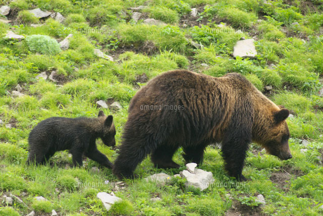 ヒグマ親子 の写真素材 イラスト素材 アマナイメージズ