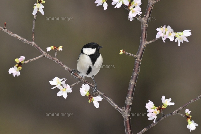 シジュウカラと桜[25232004055]の写真・イラスト素材｜アマナイメージズ