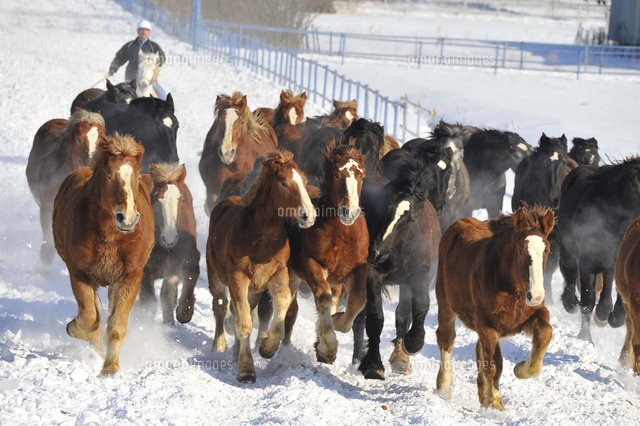 どさんこ馬の運動 の写真素材 イラスト素材 アマナイメージズ