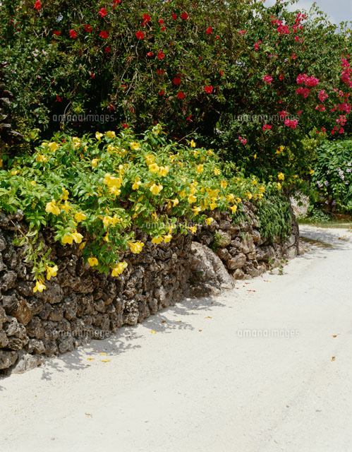 白い道と南国の花 の写真素材 イラスト素材 アマナイメージズ