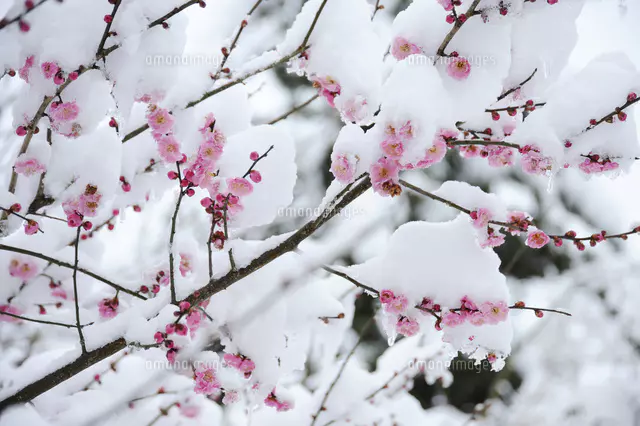 冬に紅梅が咲く 高解像度写真　2Ｌ判写真　4枚　セート 紅梅に雪[25255005552]の写真・イラスト素材｜アマナイメージズ