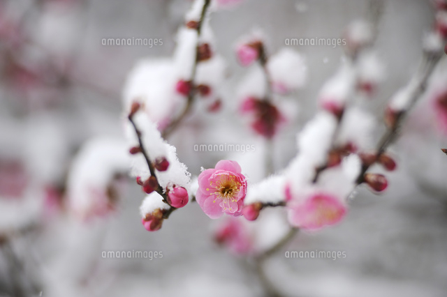 紅梅に雪[25255005552]の写真・イラスト素材｜アマナイメージズ