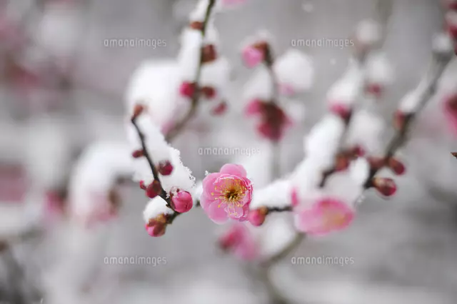 紅梅に雪[25255005550]の写真・イラスト素材｜アマナイメージズ