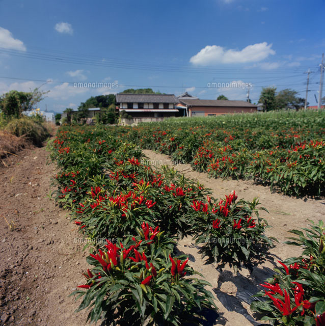 唐辛子畑 の写真素材 イラスト素材 アマナイメージズ